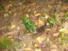 Nom du fichier : 20130907_etroits_plantation_buis.jpg
Poids du fichier : 1358KB
Dimensions : 2048x1536
Ajouté le : 08 Sep 2013 20130907_etroits_plantation_buis.jpg